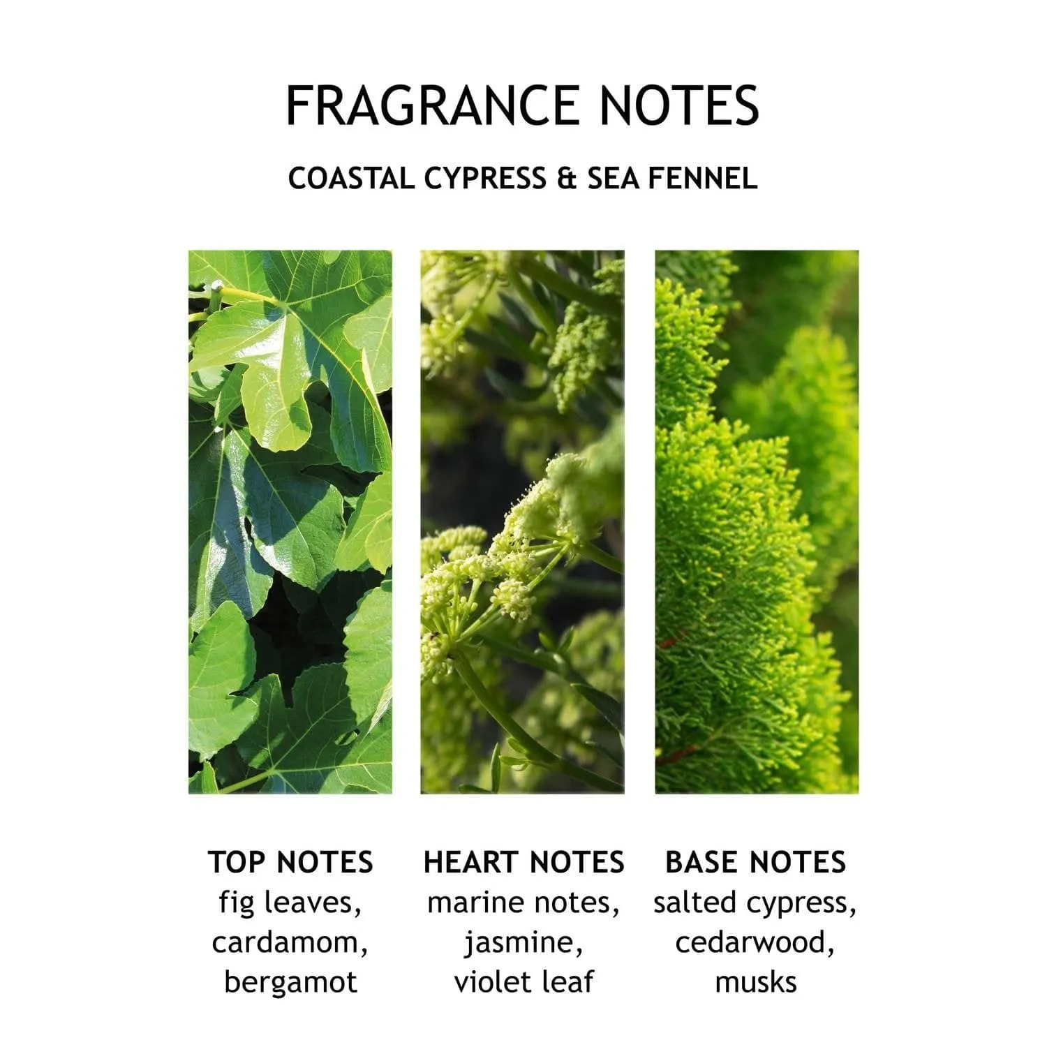 Molton Brown Coastal Cypress & Sea Fennel Bath & Shower Gel